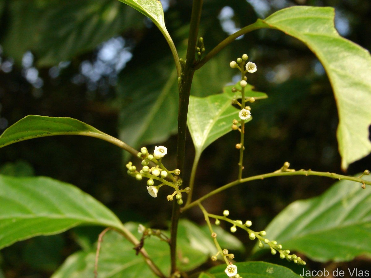 Maesa indica (Roxb.) Sweet